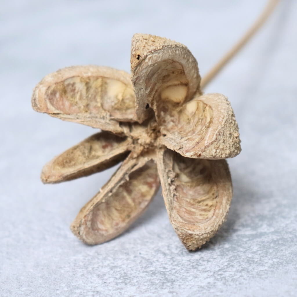 Bullet Flower „Indický kaštan“ v přírodní barvě – dekorace do kytic a aranžmá